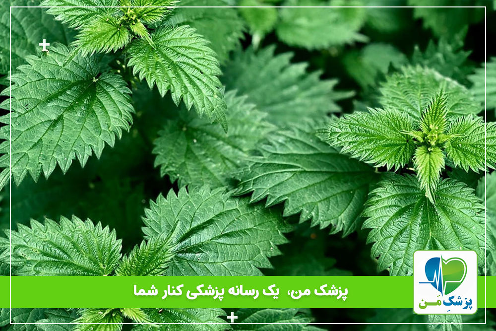 خواص گزنه برای دیابتی ها