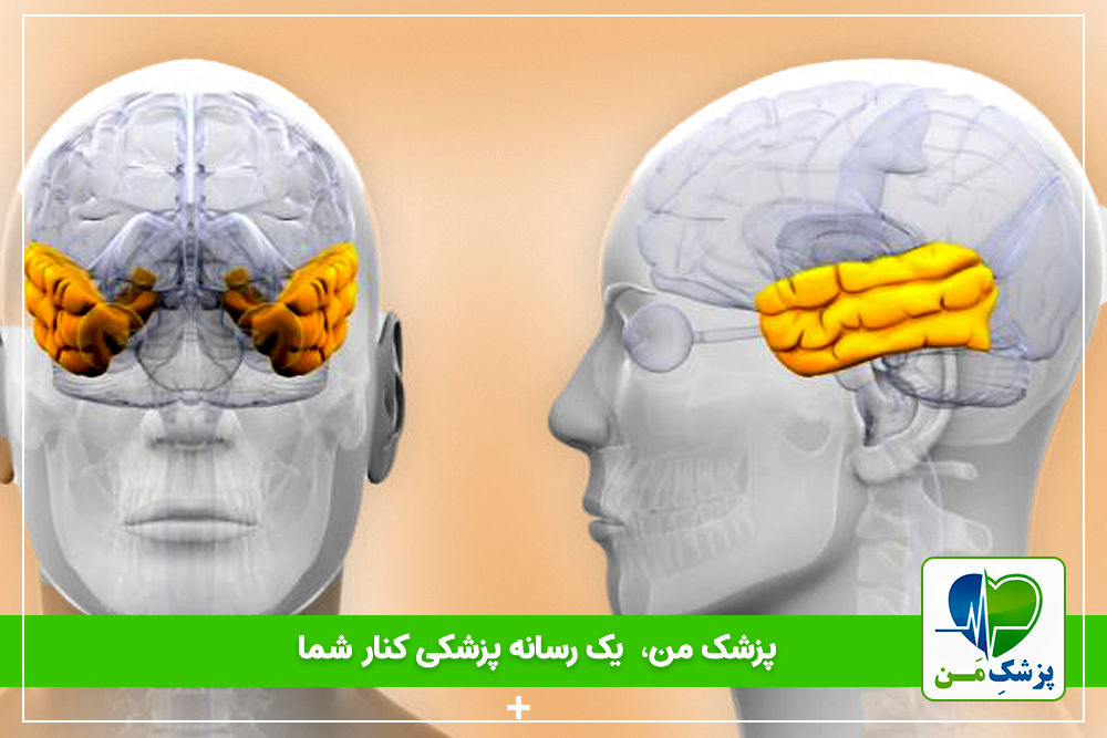 هیپوکامپ چیست؟