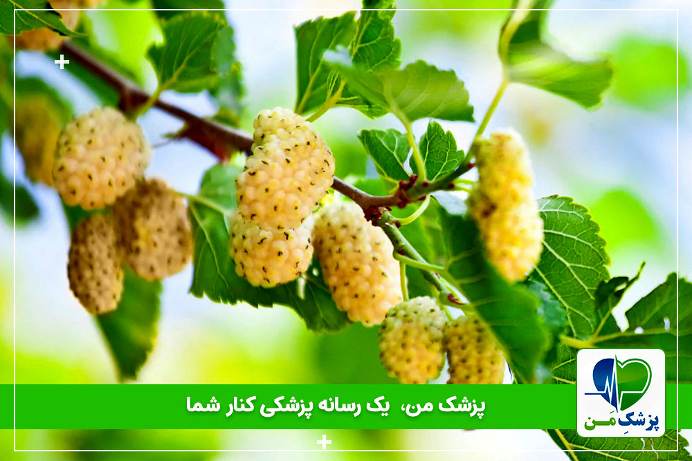 آیا توت سفید فوایدی برای سلامتی دارد؟